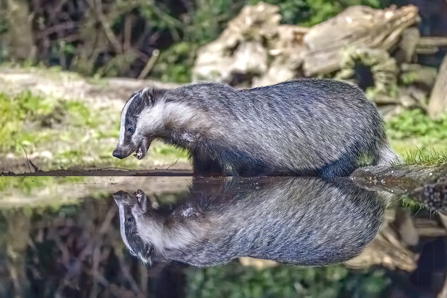 Dachs am Rand eines Gewässers