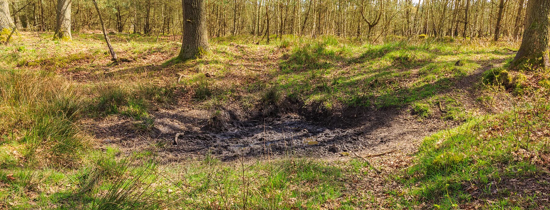 Wildschweinsuhle auf einer sonnigen Waldlichtung