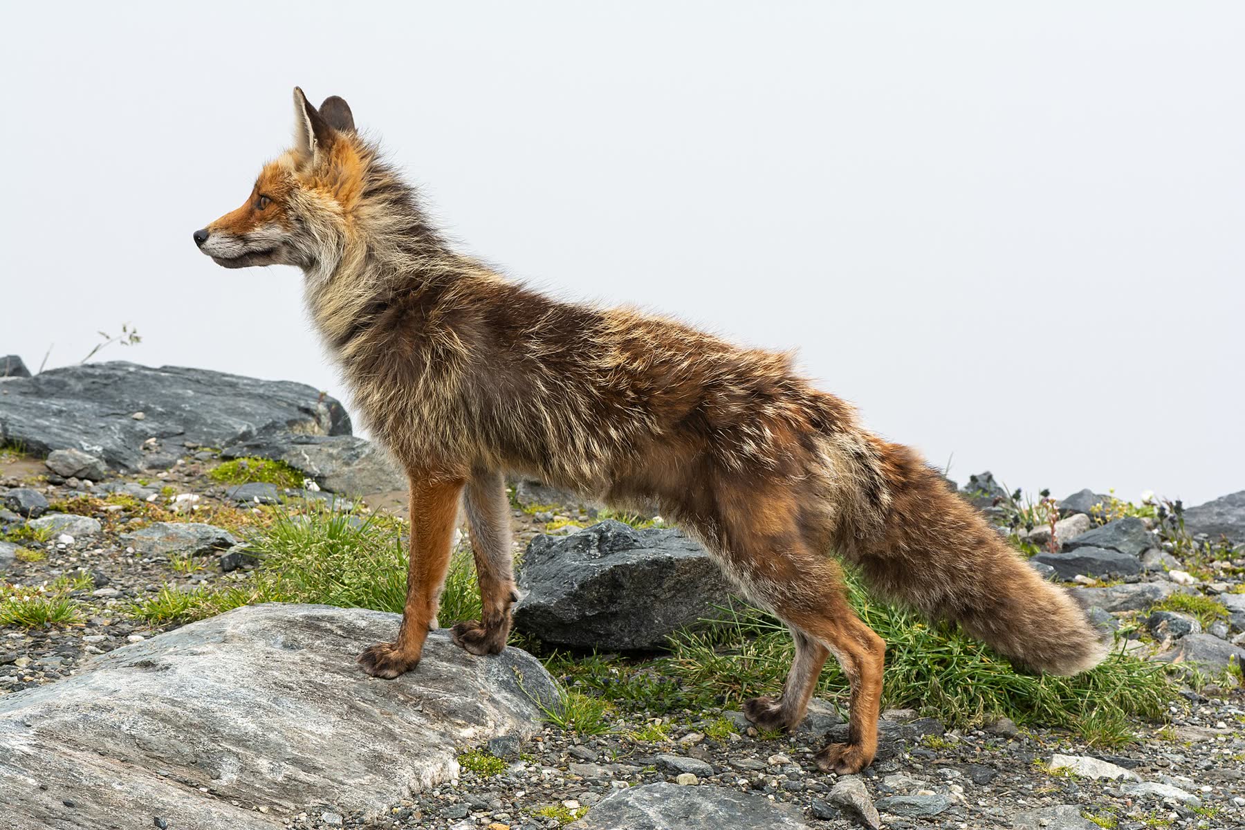 Rotfuchs auf felsigem Boden