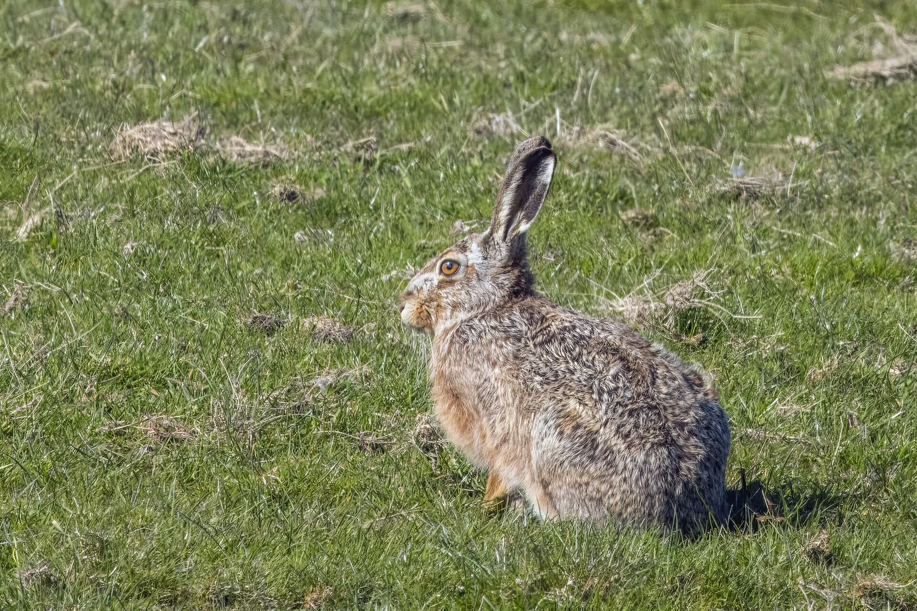 Feldhase im kurzen Gras